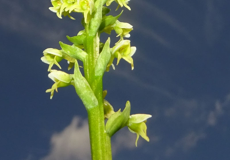 Pseudorchis albida